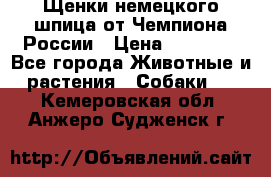 Щенки немецкого шпица от Чемпиона России › Цена ­ 50 000 - Все города Животные и растения » Собаки   . Кемеровская обл.,Анжеро-Судженск г.